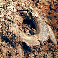 Fragmento de cráneo de oso de la Sima de los Huesos (Atapuerca). (JAVIER TRUEBA) 