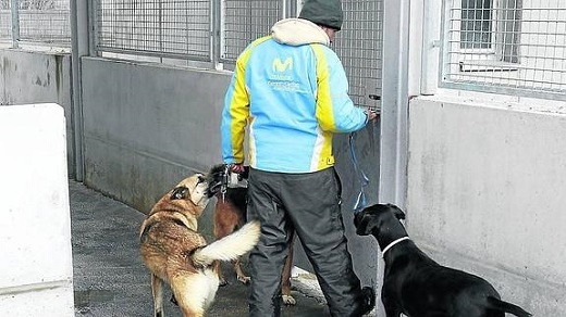 Un cuidador atiende a varios perros en la perrera de Palencia. / A. Quintero