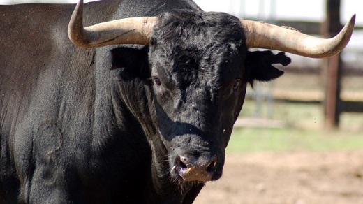 Bombazo y tremendo revuelo: Un Miura “Toro de la Feria” en Medina del Campo (Valladolid)