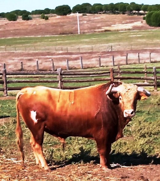 Novillo, de nombre “Marqués”