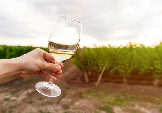Profesionalización del Enoturismo, clave para el futuro del sector vitivinícola.