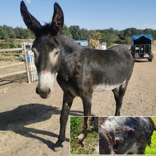 El burro Antón en una imagen comparativa entre el estado en el que llegó al santuario y la actualidad