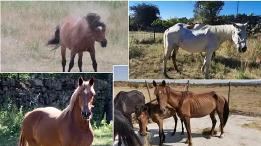 Algunos de los habitantes de Winston. Arriba: Galán y Loretta