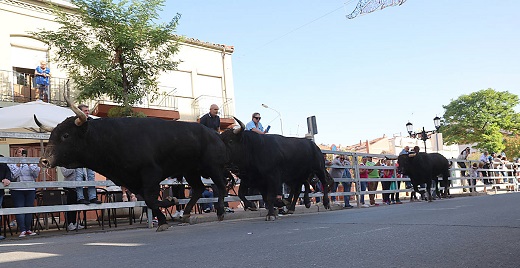 Los toros de Fuente Ymbro protagonizan un encierro rápido en Medina del Campo.