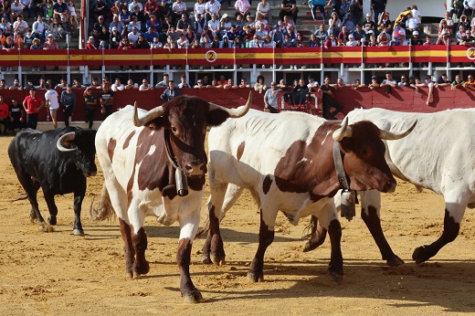 Los toros de Fuente Ymbro protagonizan un encierro rápido en Medina del Campo.