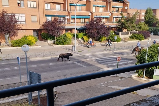Un toro se escapa de la manada en el último encierro de Medina del Campo y se pasea por las calles de la localidad