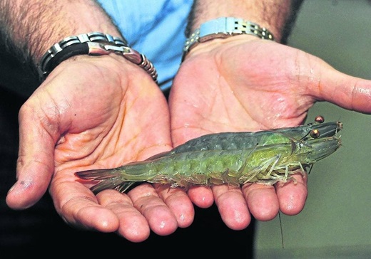 Langostinos criados en Medina del Campo, en una imagen de archivo. Fran Jiménez