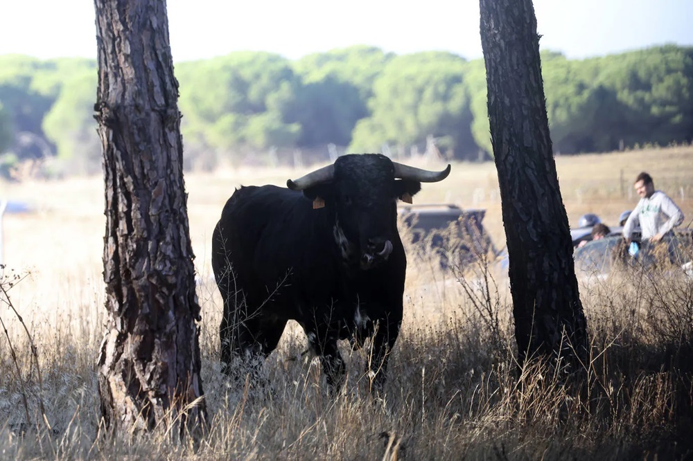 REPORTAJE FOTOGRÁFIO DEL ENCIERROS DEL DÍA 7 DE SEPTIEMBRE DE 2024 EN MEDINA DEL CAMPO.