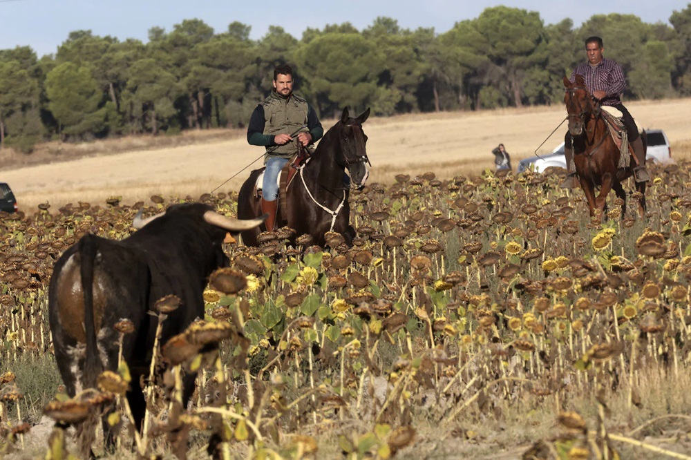 REPORTAJE FOTOGRÁFIO DEL ENCIERROS DEL DÍA 7 DE SEPTIEMBRE DE 2024 EN MEDINA DEL CAMPO.