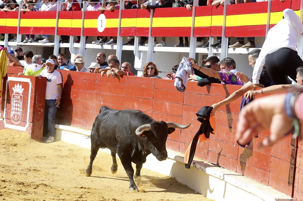 REPORTAJE FOTOGRÁFIO DEL ENCIERROS DEL DÍA 7 DE SEPTIEMBRE DE 2024 EN MEDINA DEL CAMPO.