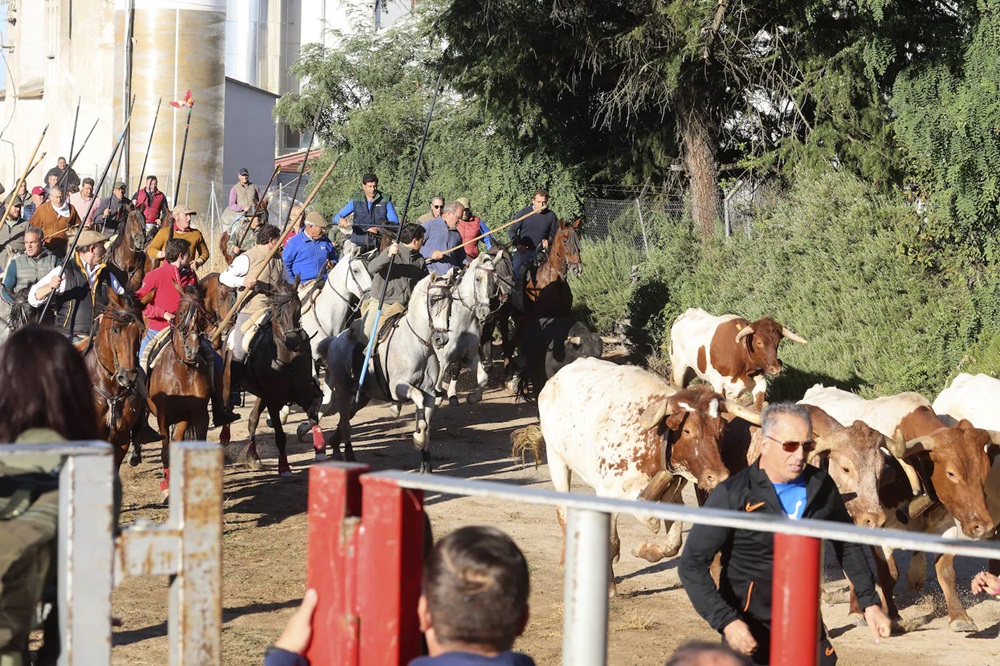 REPORTAJE FOTOGRÁFIO DEL ENCIERROS DEL DÍA 7 DE SEPTIEMBRE DE 2024 EN MEDINA DEL CAMPO.