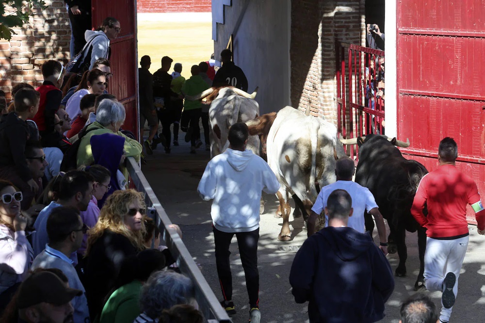 REPORTAJE FOTOGRÁFIO DEL ENCIERROS DEL DÍA 7 DE SEPTIEMBRE DE 2024 EN MEDINA DEL CAMPO.