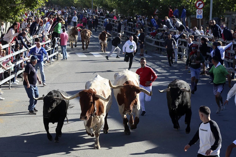 REPORTAJE FOTOGRÁFIO DEL ENCIERROS DEL DÍA 7 DE SEPTIEMBRE DE 2024 EN MEDINA DEL CAMPO.