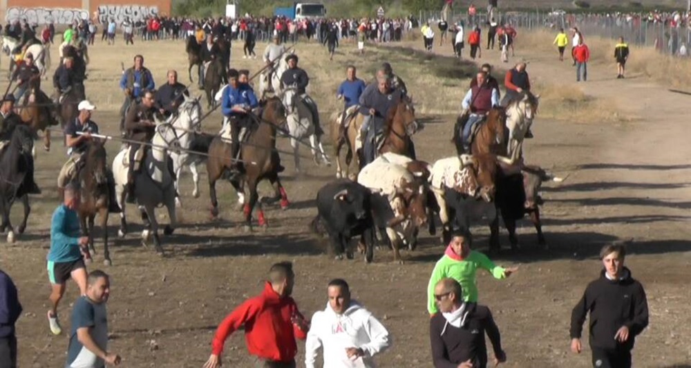 REPORTAJE FOTOGRÁFIO DEL ENCIERROS DEL DÍA 7 DE SEPTIEMBRE DE 2024 EN MEDINA DEL CAMPO.