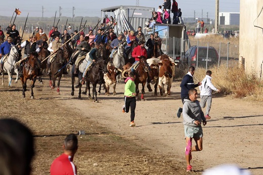 Astados y caballos a su llegada a Medina en el encierro de este sábado. Jaci Navas ( REPORTAJE FOTOGRÁFIO ) 