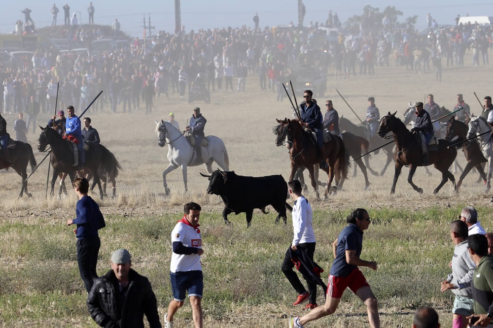 REPORTAJE FOTOGRÁFIO DEL ENCIERROS DEL DÍA 8 DE SEPTIEMBRE DE 2024 EN MEDINA DEL CAMPO. ( REGRESAMOS )