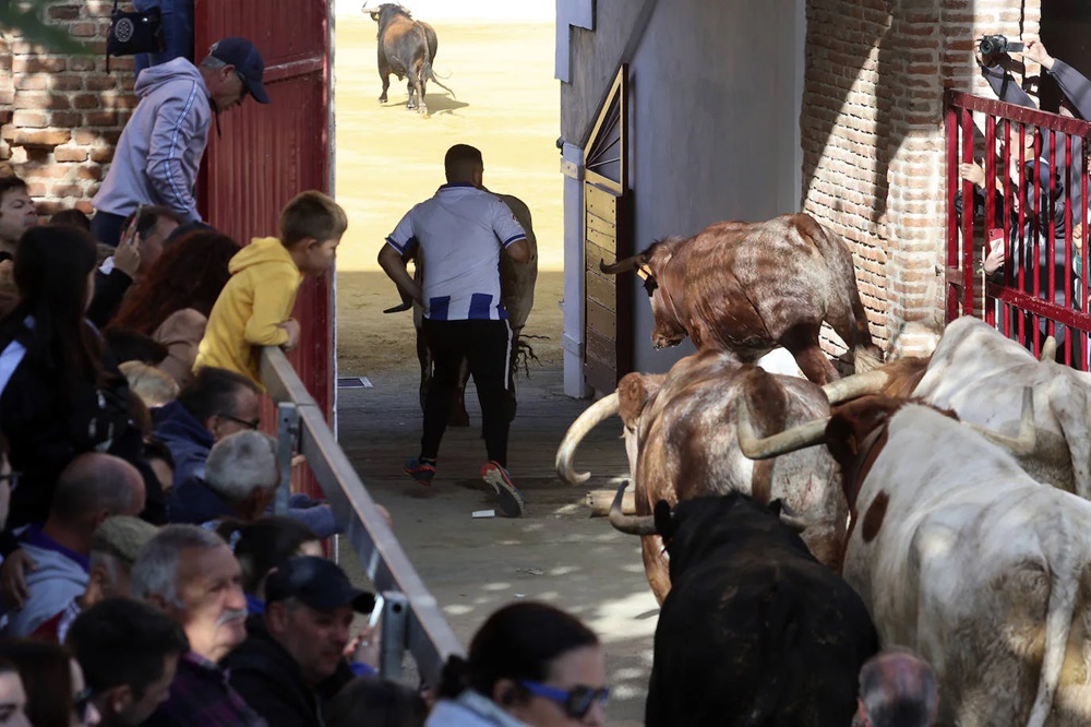 REPORTAJE FOTOGRÁFIO DEL ENCIERROS DEL DÍA 8 DE SEPTIEMBRE DE 2024 EN MEDINA DEL CAMPO. ( REGRESAMOS )