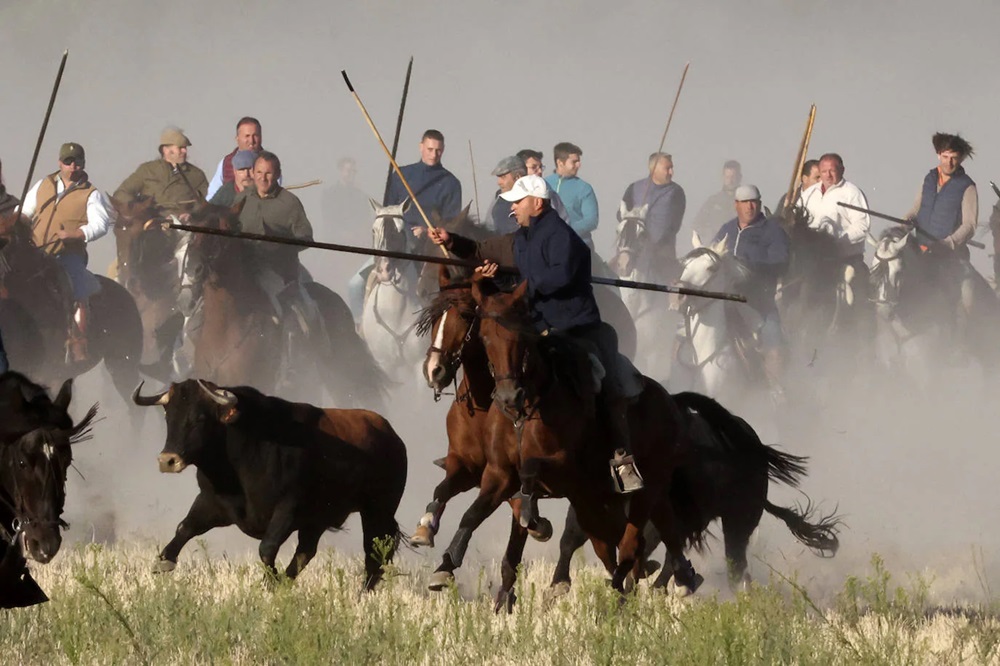 REPORTAJE FOTOGRÁFIO DEL ENCIERROS DEL DÍA 8 DE SEPTIEMBRE DE 2024 EN MEDINA DEL CAMPO. ( REGRESAMOS )