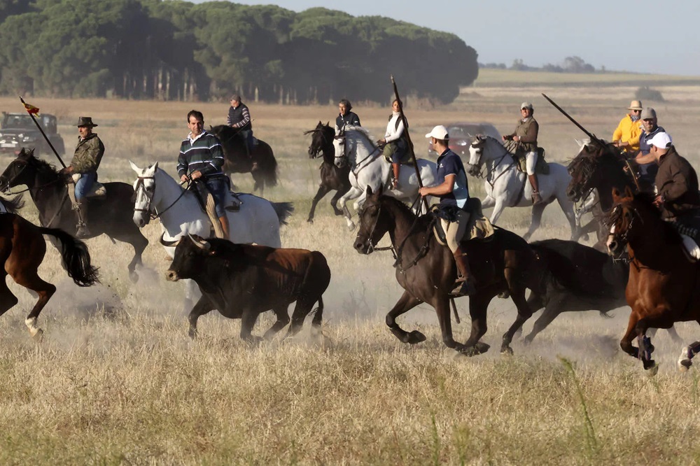 REPORTAJE FOTOGRÁFIO DEL ENCIERROS DEL DÍA 8 DE SEPTIEMBRE DE 2024 EN MEDINA DEL CAMPO. ( REGRESAMOS )