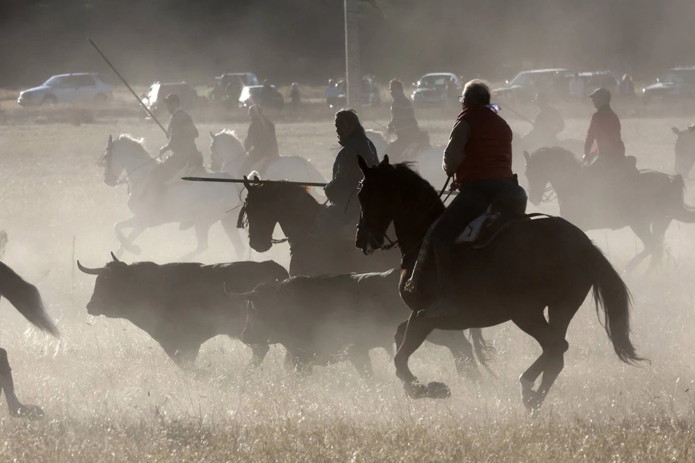 REPORTAJE FOTOGRÁFIO DEL ENCIERROS DEL DÍA 8 DE SEPTIEMBRE DE 2024 EN MEDINA DEL CAMPO. ( REGRESAMOS )