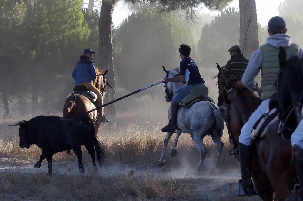 REPORTAJE FOTOGRÁFIO DEL ENCIERROS DEL DÍA 8 DE SEPTIEMBRE DE 2024 EN MEDINA DEL CAMPO. ( REGRESAMOS )