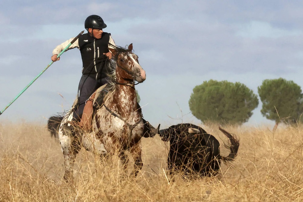 REPORTAJE FOTOGRÁFIO DEL ENCIERROS DEL DÍA 8 DE SEPTIEMBRE DE 2024 EN MEDINA DEL CAMPO. ( REGRESAMOS )