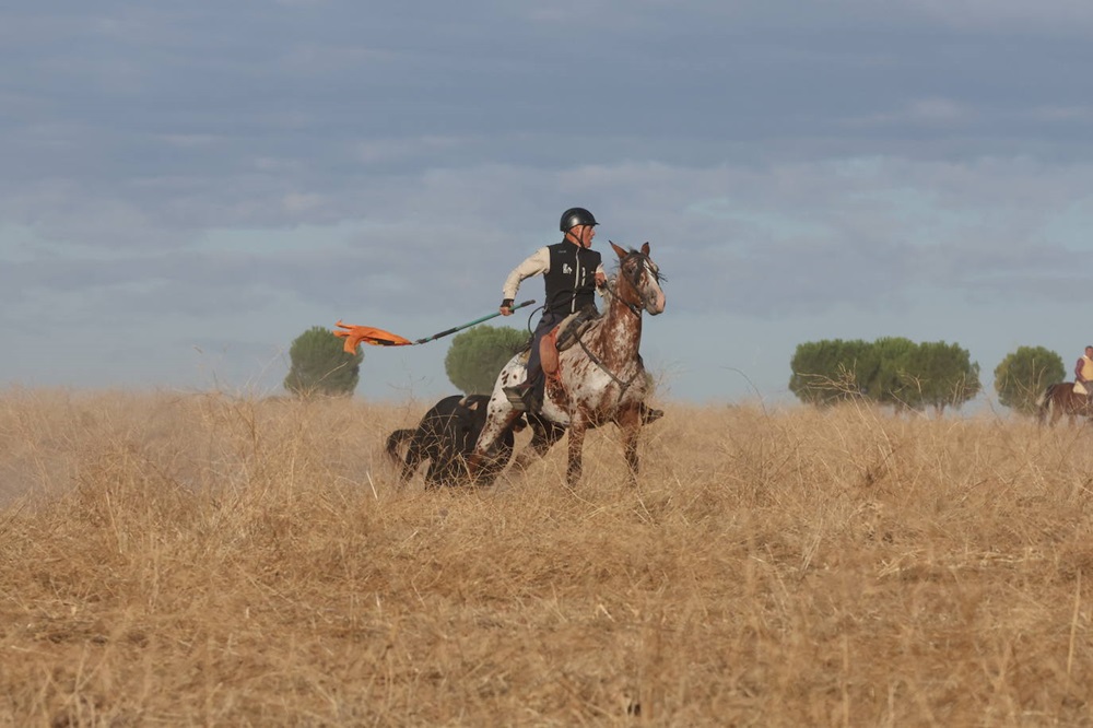 REPORTAJE FOTOGRÁFIO DEL ENCIERROS DEL DÍA 8 DE SEPTIEMBRE DE 2024 EN MEDINA DEL CAMPO. ( REGRESAMOS )