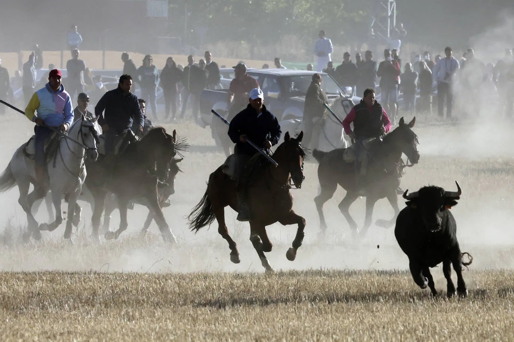 REPORTAJE FOTOGRÁFIO DEL ENCIERROS DEL DÍA 8 DE SEPTIEMBRE DE 2024 EN MEDINA DEL CAMPO. ( REGRESAMOS )