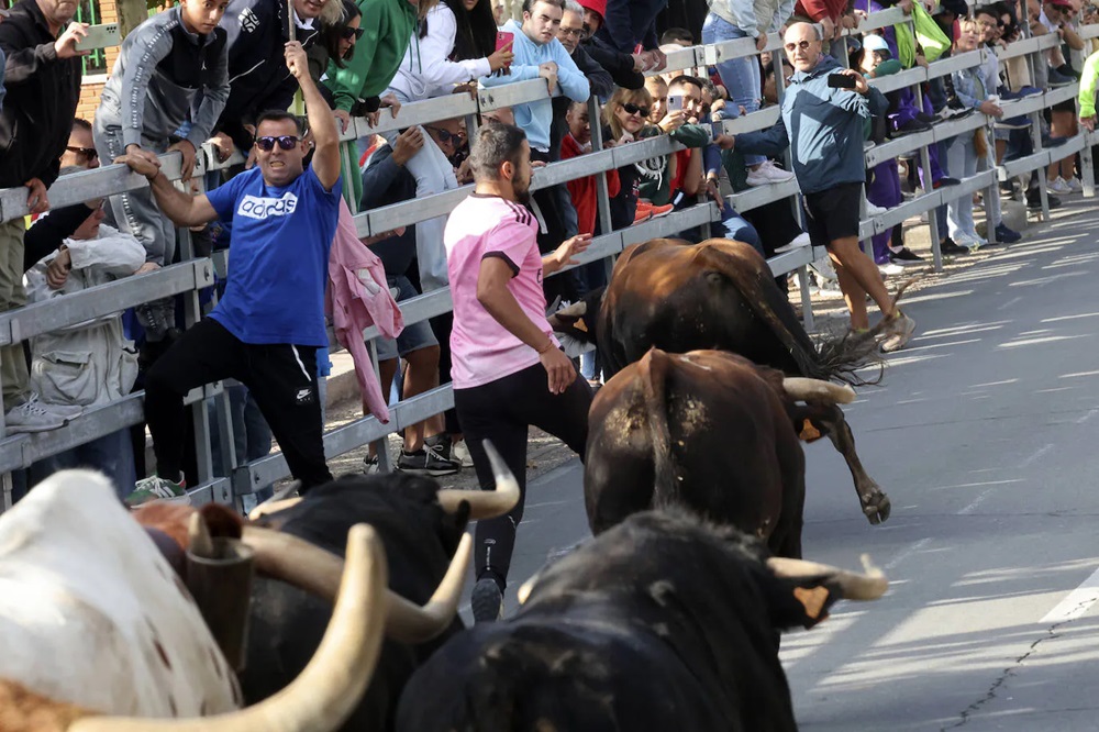 REPORTAJE FOTOGRÁFIO DEL ENCIERROS DEL DÍA 8 DE SEPTIEMBRE DE 2024 EN MEDINA DEL CAMPO. ( REGRESAMOS )