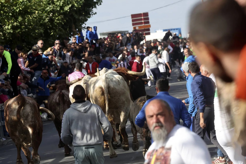 REPORTAJE FOTOGRÁFIO DEL ENCIERROS DEL DÍA 8 DE SEPTIEMBRE DE 2024 EN MEDINA DEL CAMPO. ( REGRESAMOS )