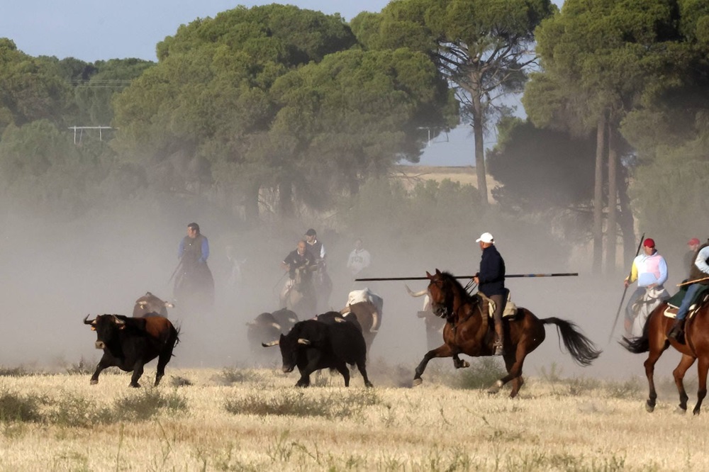 REPORTAJE FOTOGRÁFIO DEL ENCIERROS DEL DÍA 8 DE SEPTIEMBRE DE 2024 EN MEDINA DEL CAMPO. ( REGRESAMOS )