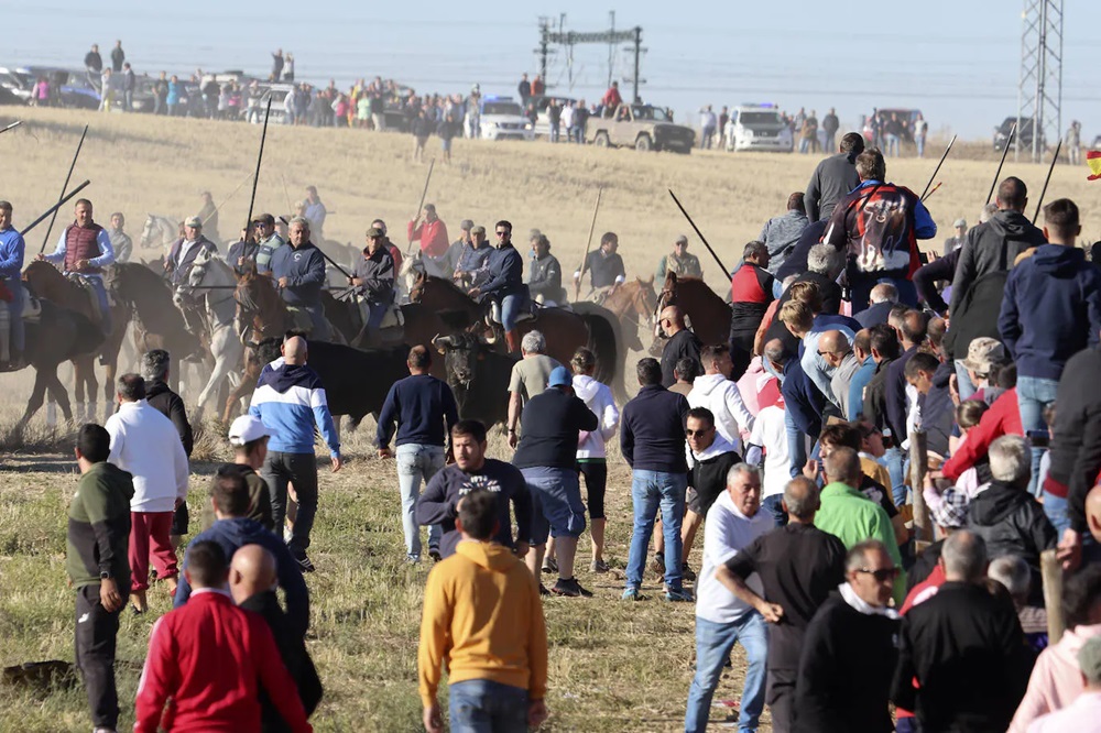 REPORTAJE FOTOGRÁFIO DEL ENCIERROS DEL DÍA 8 DE SEPTIEMBRE DE 2024 EN MEDINA DEL CAMPO. ( REGRESAMOS )