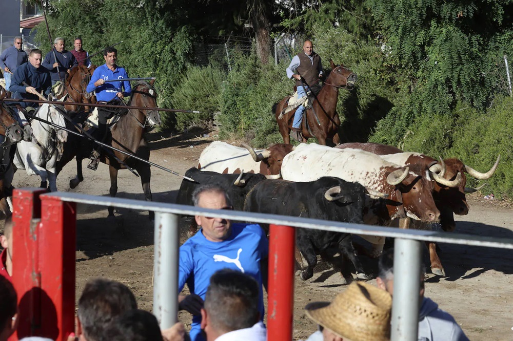 REPORTAJE FOTOGRÁFIO DEL ENCIERROS DEL DÍA 8 DE SEPTIEMBRE DE 2024 EN MEDINA DEL CAMPO. ( REGRESAMOS )