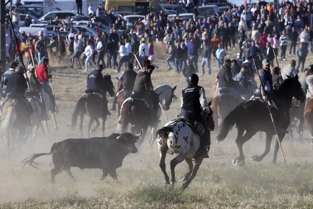 REPORTAJE FOTOGRÁFIO DEL ENCIERROS DEL DÍA 8 DE SEPTIEMBRE DE 2024 EN MEDINA DEL CAMPO. ( REGRESAMOS )