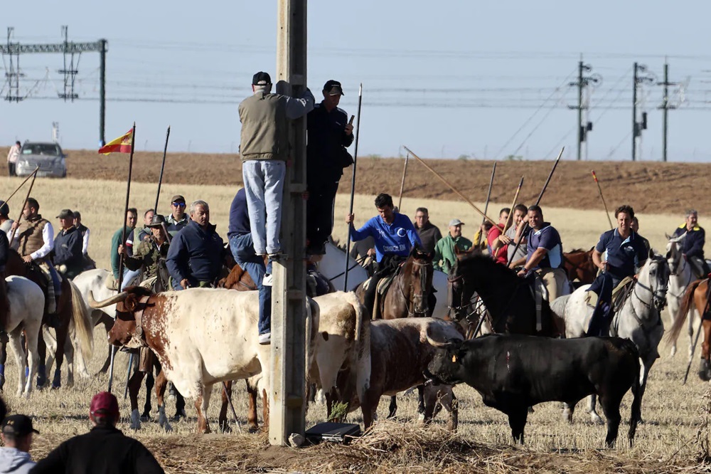 REPORTAJE FOTOGRÁFIO DEL ENCIERROS DEL DÍA 8 DE SEPTIEMBRE DE 2024 EN MEDINA DEL CAMPO. ( REGRESAMOS )