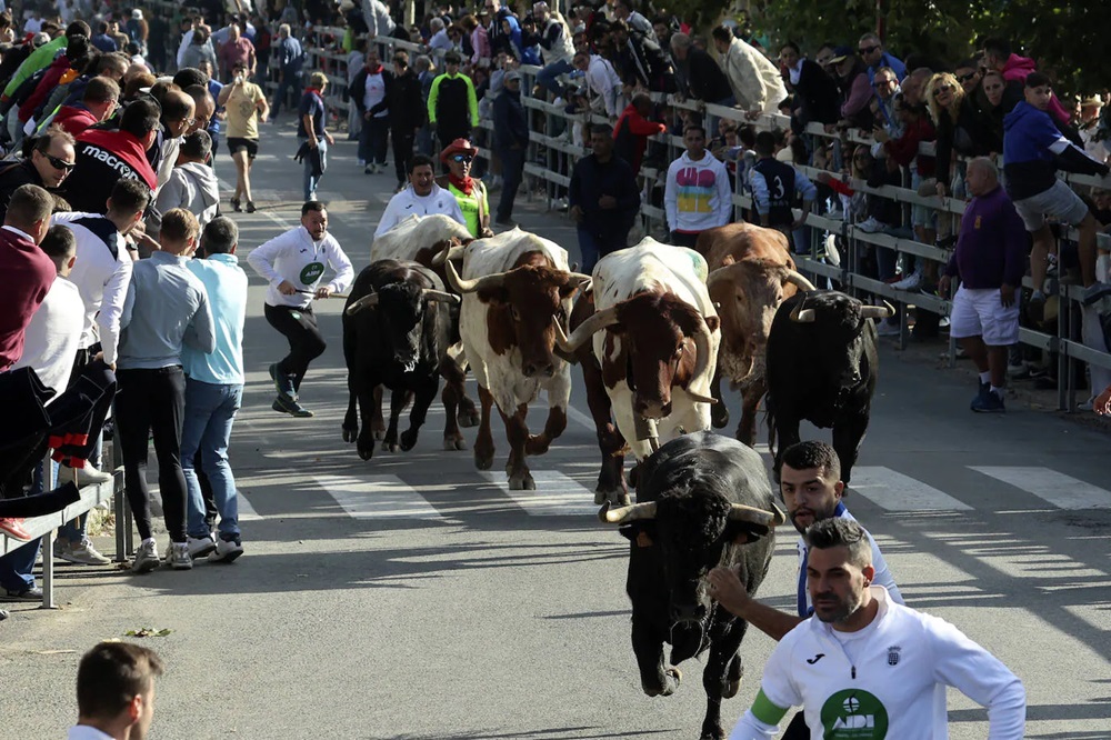 REPORTAJE FOTOGRÁFIO DEL ENCIERROS DEL DÍA 8 DE SEPTIEMBRE DE 2024 EN MEDINA DEL CAMPO. ( REGRESAMOS )