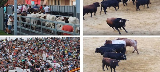 Medina del Campo se prepara para un encierro especial con tres ganaderías en las Ferias de San Antolín.