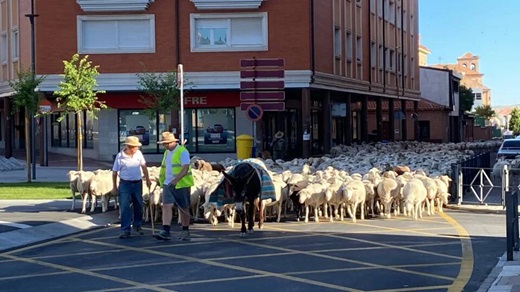 La trashumancia vuelve a recorrer las calles de Medina del Campo.