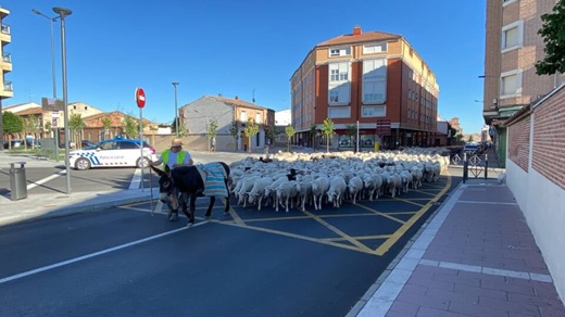 La trashumancia vuelve a recorrer las calles de Medina del Campo.