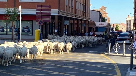 La trashumancia vuelve a recorrer las calles de Medina del Campo.