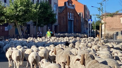 La trashumancia vuelve a recorrer las calles de Medina del Campo.