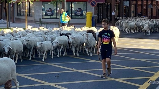 La trashumancia vuelve a recorrer las calles de Medina del Campo.