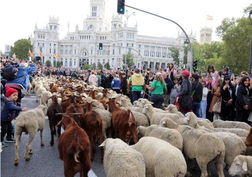 La trashumancia es reivindicada en la actualidad como hecho cultural en forma de fiesta que llega hasta Madrid. BENITO ORDÓÑEZ