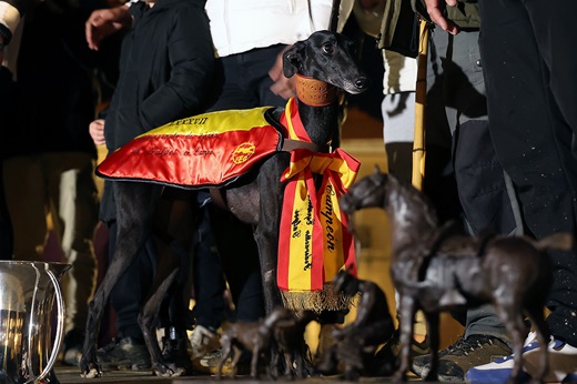 MORERÍA DE LA SUERTE (CYL). Campeona de España LXXXVII Campeonato de España de Galgos en Campo