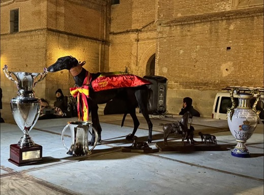 MORERÍA DE LA SUERTE (CYL). Campeona de España LXXXVII Campeonato de España de Galgos en Campo