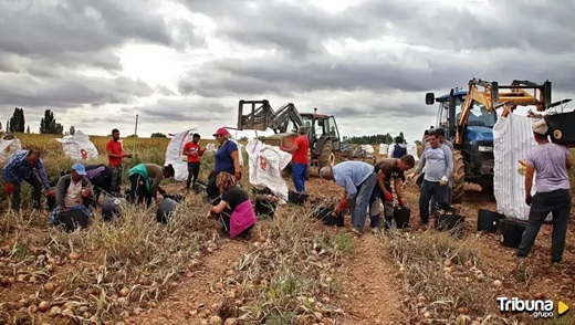 Temporeros trabajando