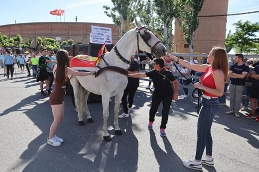 Espectaculos taurinos y ecuestres ferias Medina del Campo. Espectaculos taurinos y ecuestres ferias Medina del Campo.