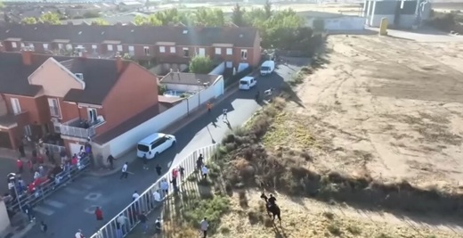 Astados escapados el 6 de septiembre de 2025 en Medina del Campo // Fuente: Telemedina Canal 9