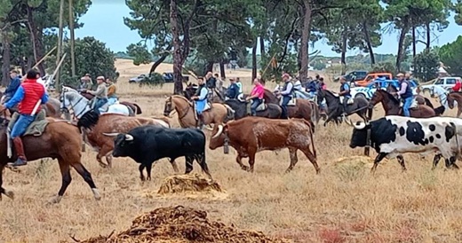 Encierro Medina del Campo en una foto de archivo