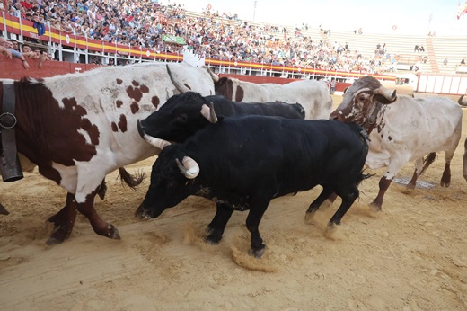 El encierro de bueyes y el desenjaule de novillos de Medina del Campo, en imágenes de Jaci Navas: